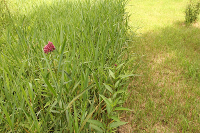 swamp milkweed from a past year