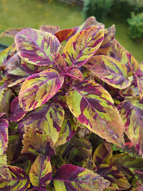 Coleus Premium Sun Mighty Mosaic, plante med spraglete blader i grønt og lilla