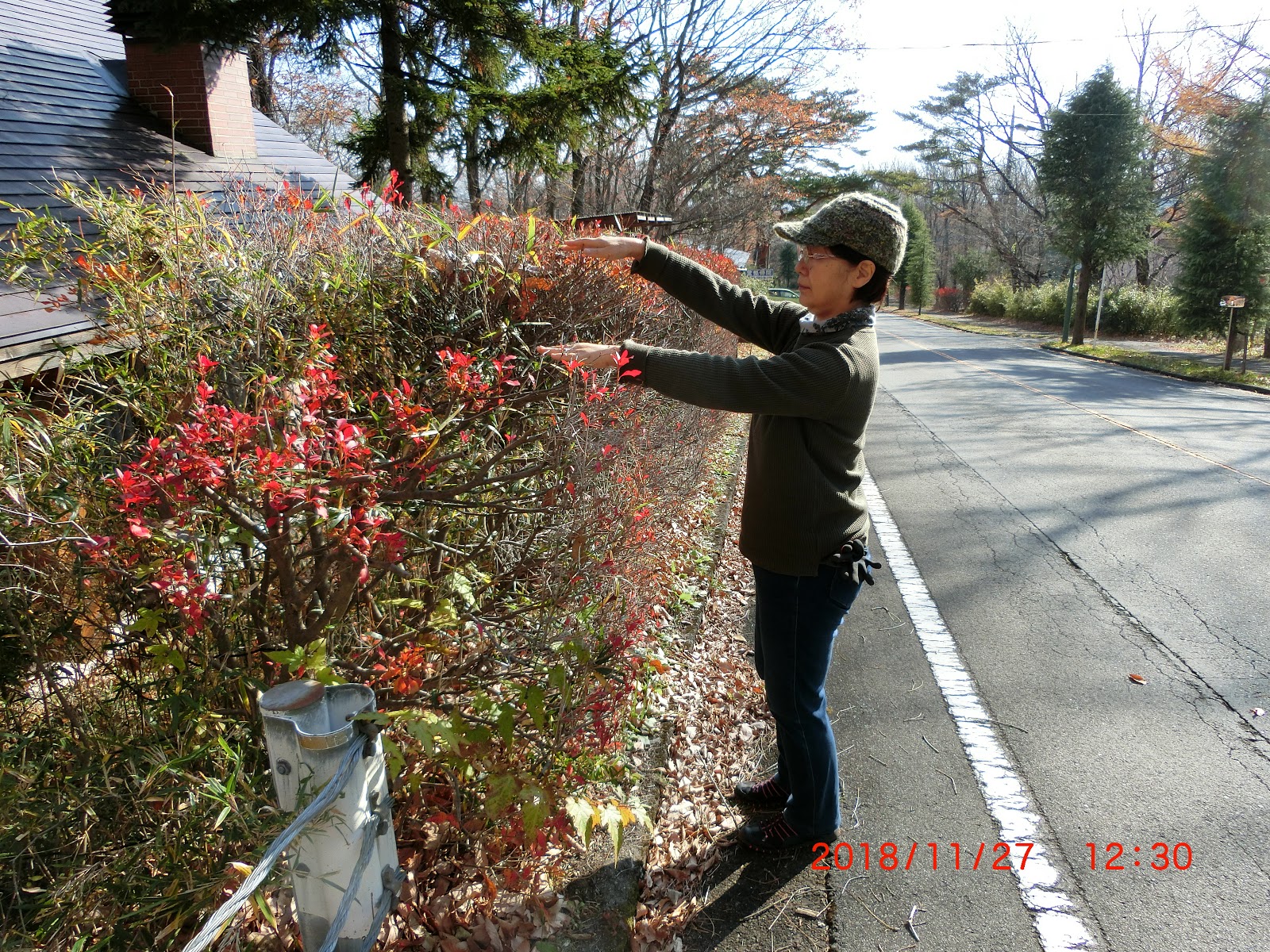木楽工房 垣根の剪定