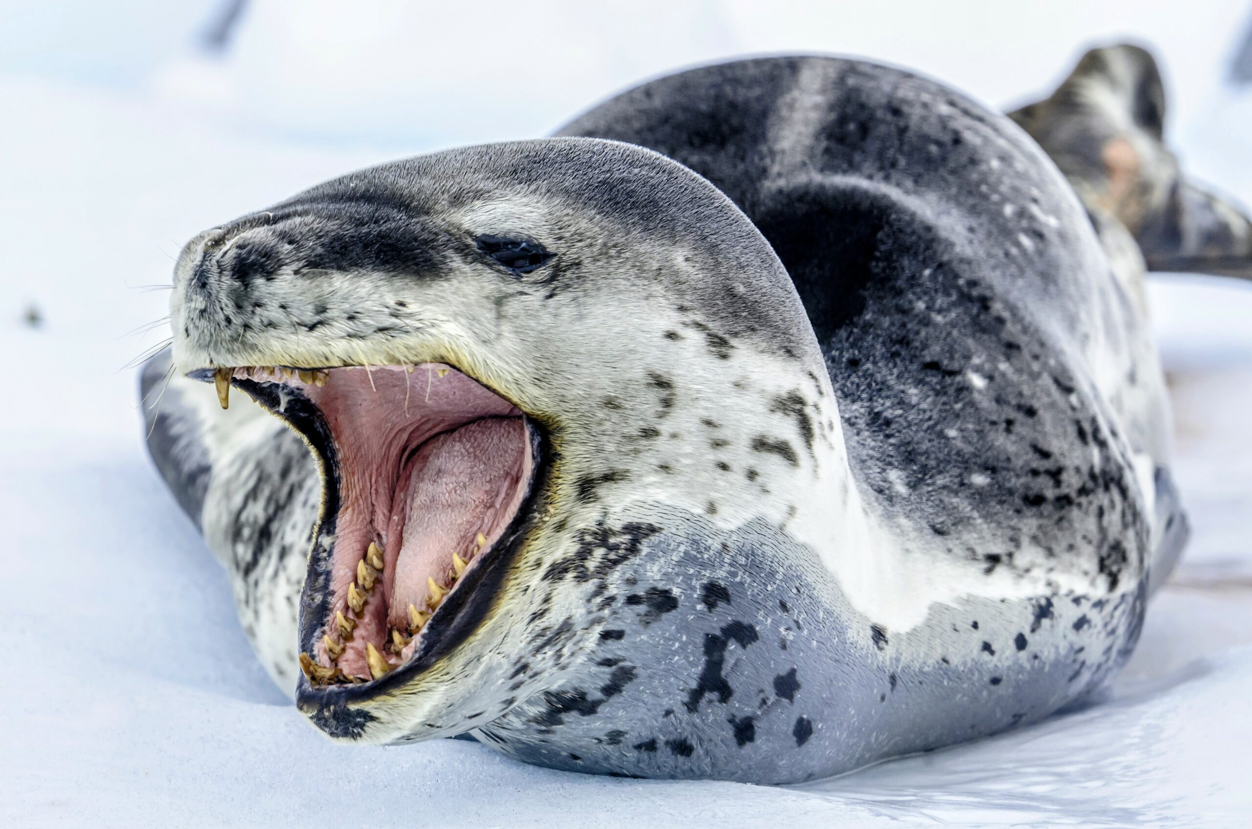 La foca leopardo: la 