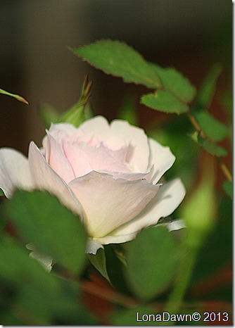 Rose_Morden_BLush