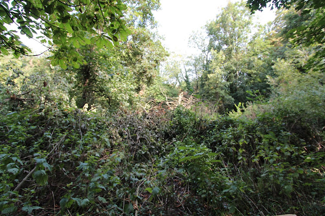 Thames Riverside Development Land - Near Runnymede - Mature Trees and Shrubs