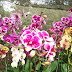 Phalaenopsis Aphrodite: Anggrek yang Memikat