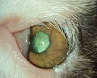 Common Dog Eye Problems