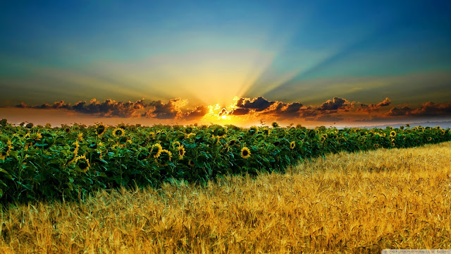 sunflowers, wallpaper, summer