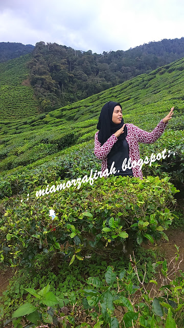 Brichang, Cameron Highlands, short vacay, hotel bajet Cameron, hotel murah, ladang teh bharat, tanah rata, cameron valley tea,