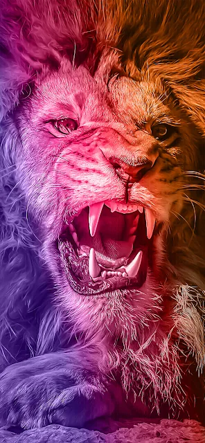 iphone wallpaper 4k - lion