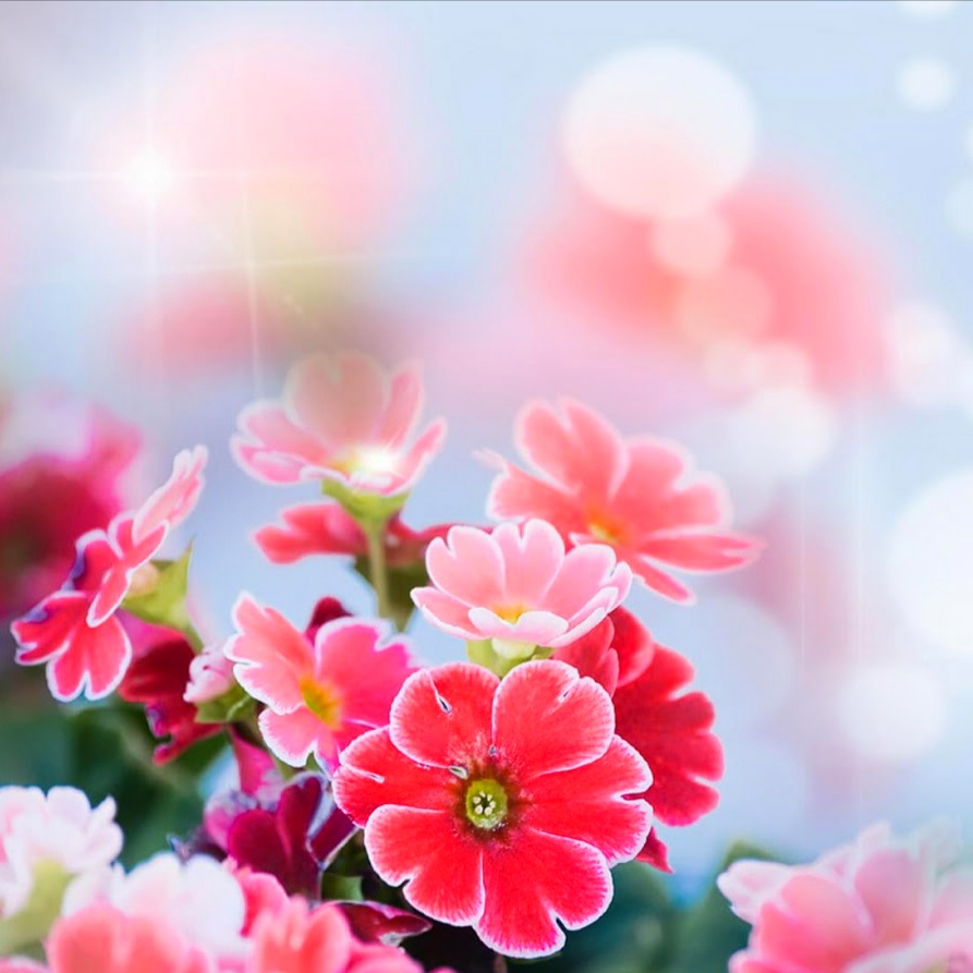 Gambar Bunga Indah dan Cantik  Kumpulan Gambar