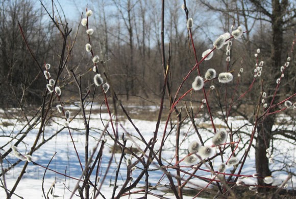 Spring willow buds