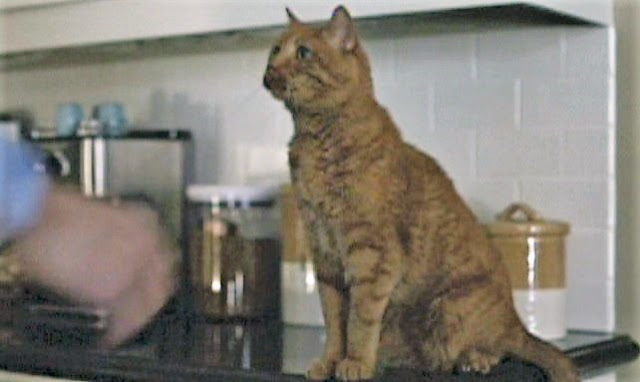 Ginger cat in the film Gone Girl whose real name is Cheetoh