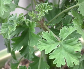 Ardwick Cinnamon Scented Pelargonium leaves