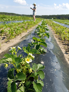 Kuvassa tälle kesälle istutettuja mansikan taimenia.