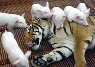 Small pigs playing with a mom Tiger