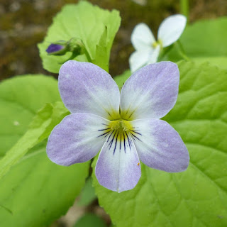 Violette du Canada - Viola canadensis 