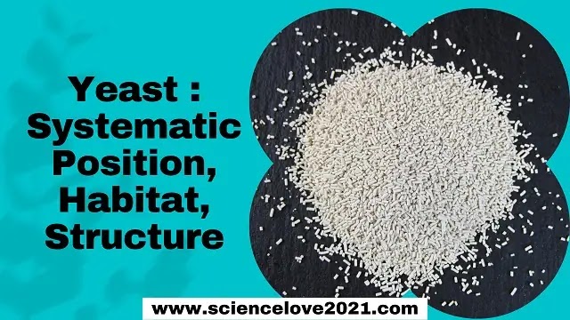 Yeast :- Systematic Position, Habitat, Structure