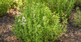 Thyme Plant Information.