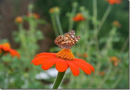 Tithonia, Mexican Sunflower, Butterfly