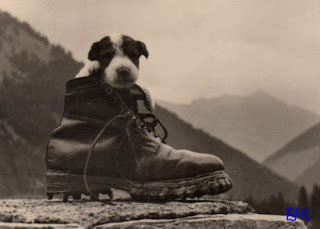 chien chaussure animal