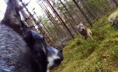 go pro su cane attaccato da lupi