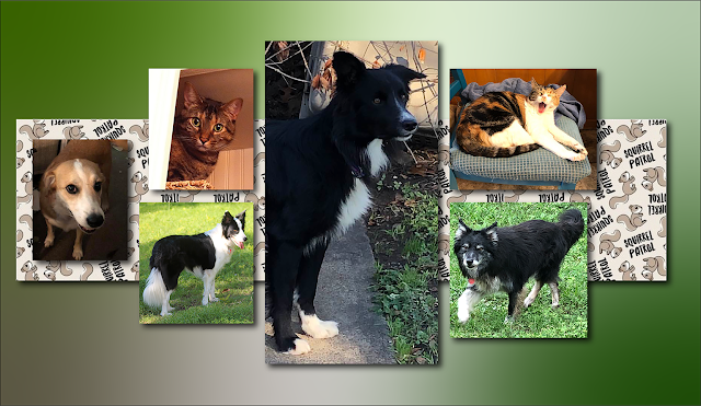 A large photo of Slater in his “forever home” back yard is surrounded by smaller photos of his canine and feline housemates Kata, Ella, Gift, Chess, and Zoe, underlain by a fabric pattern of cartoon grey squirrels and the words “Squirrel Patrol.”