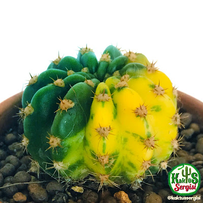 Echinopsis Oxygona Variegata kaktüs cactus sukulent bitki bakımı bilgi nasıl bakılır çiçeği Flower cactus suculent