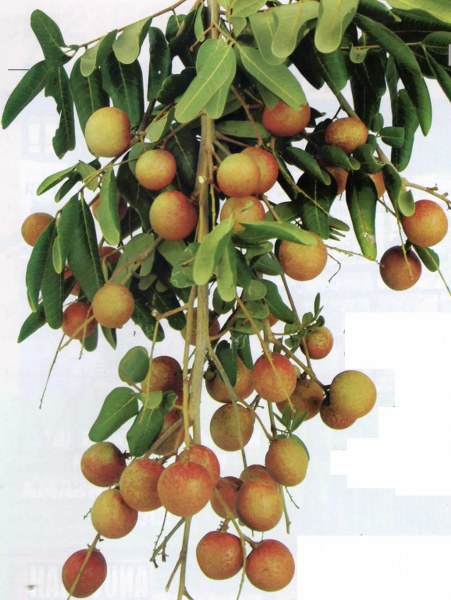 Budidaya pohon Lengkeng pingpong
