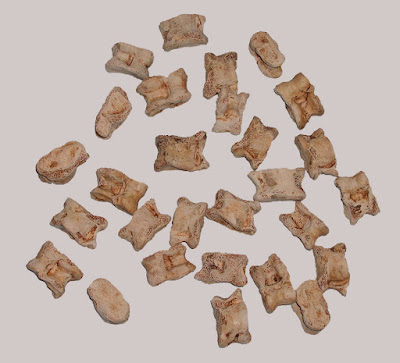 Scattering of four sided, small animal bones on a white background.