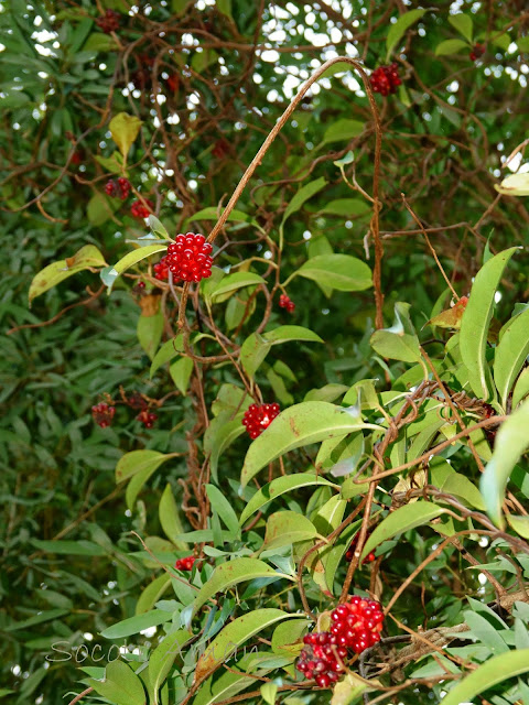 Kadsura japonica