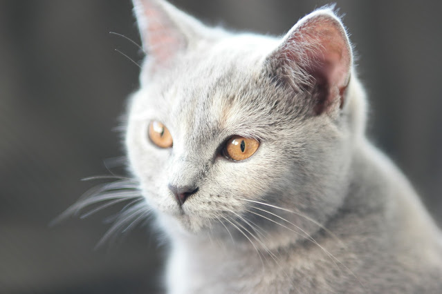 Scottish Fold Cat cute