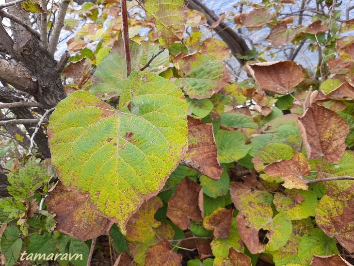 Липа маньчжурская (Tilia mandshurica)