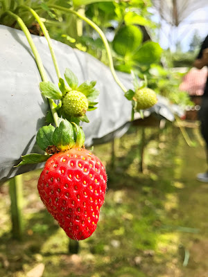 Genting Strawberry Leisure Farm