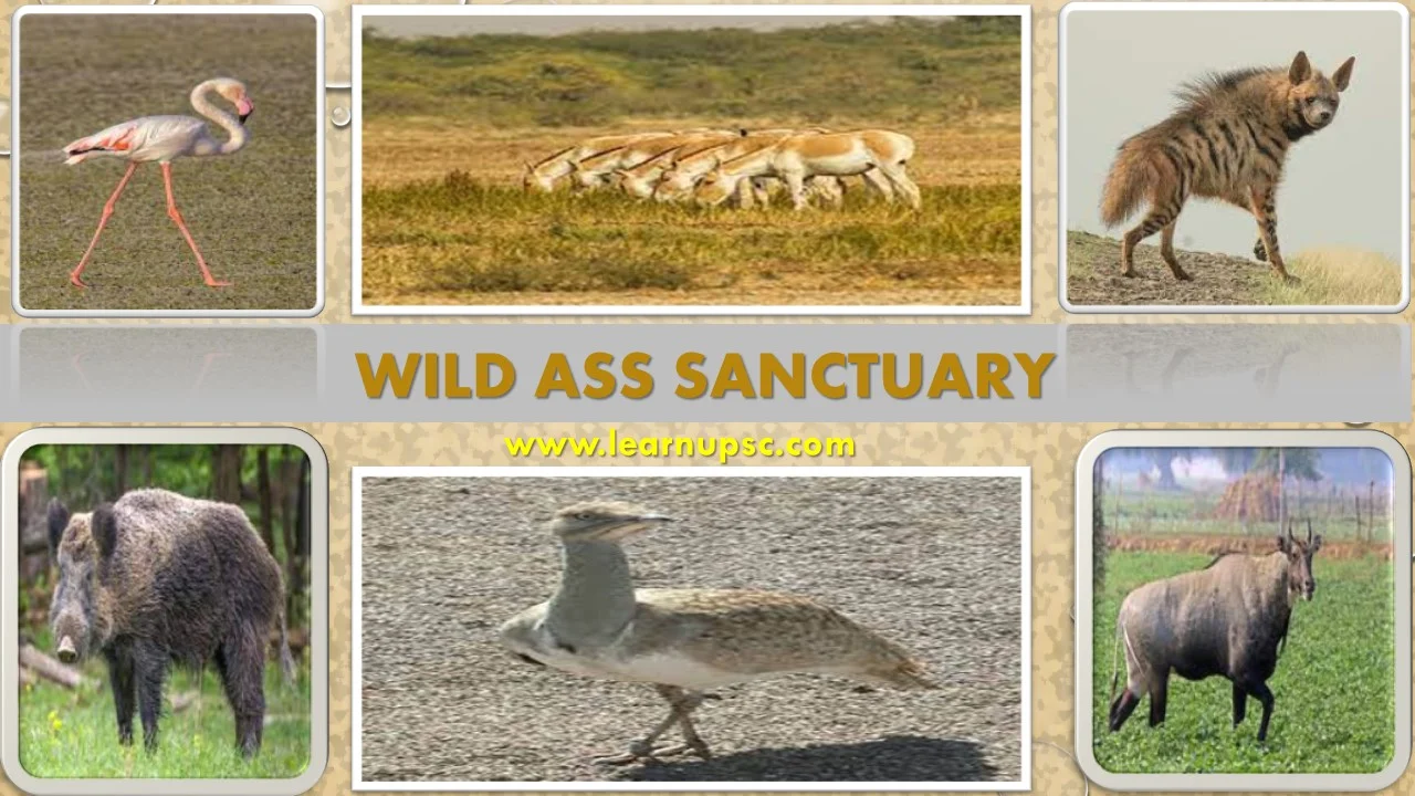 Wild Ass Sanctuary