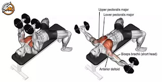 The Chest Exercises and Workouts You Need to Build Bigger Pecs