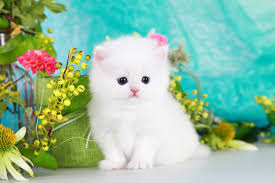 Cute And Funny Images Of White Kitten 31