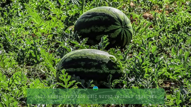 Cara Pembibitan yang Baik Untuk Tanaman Semangka