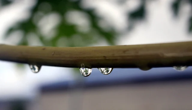 Foto Macro Embun Yang Indah di Dedaunan