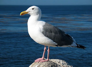 Seagull Bird Facts