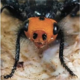 lalat unik