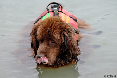  TERRE-NEUVE Boougie  PHOTOGRAPHE JD AMET Jura Terre-Neuve chien de sauvetage à l'eau