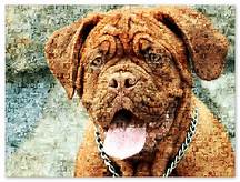 Dogs image 4k