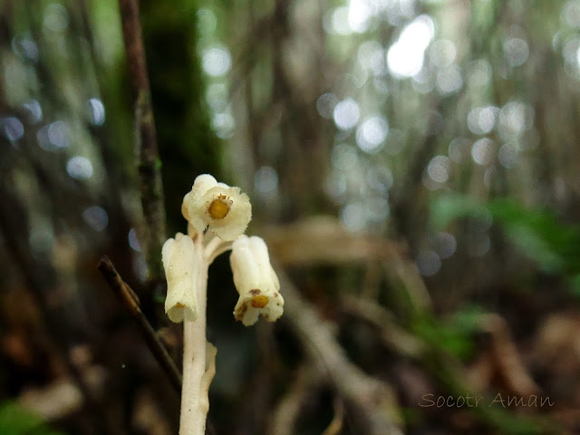 Monotropa hypopithys