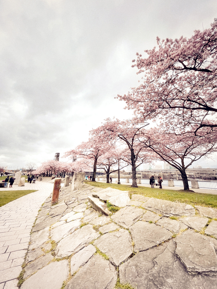 Cherry blossoms on the waterfront in Portland, Oregon.