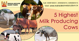 5 Highest milk producing cows