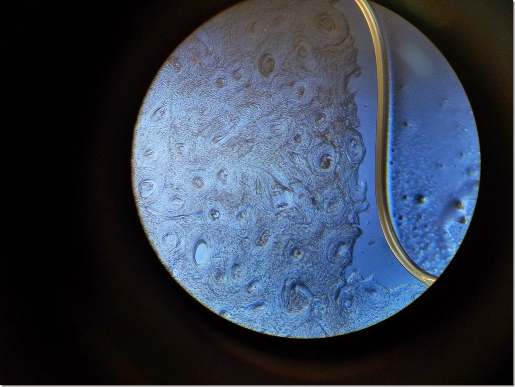 Bone_Histology_slide