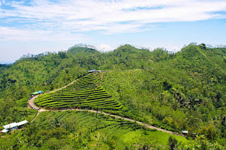 Kebun Teh Nglinggo