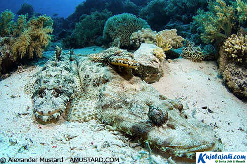 Laut ini Masuk Ketegori 7 Keajaiban Laut di Dunia - Kujelajahi.com