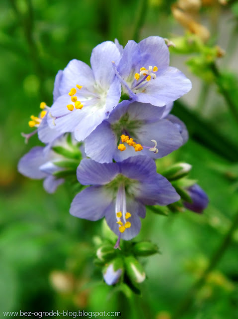 Polemonium caeruleum