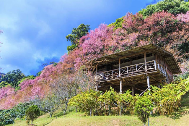 Chùm ảnh đẹp Hoa Anh Đào Nhật Bản vào tháng 02/2020 3