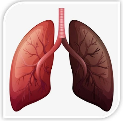 Lungs