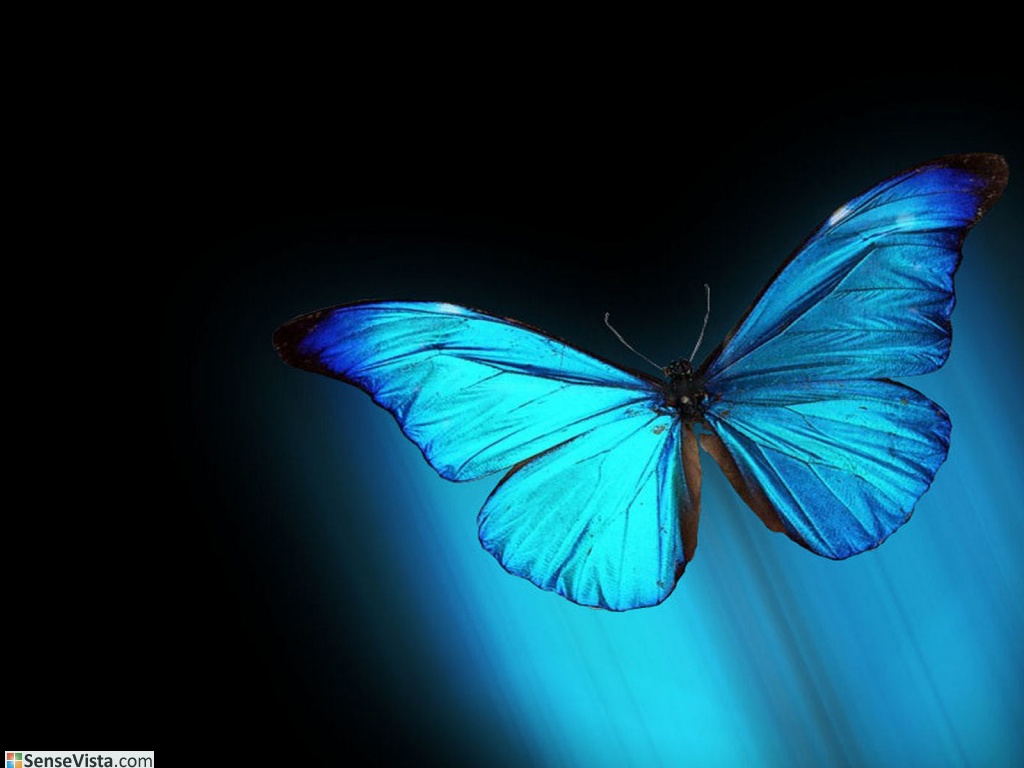  Kupu  kupu  itu Berwarna Biru  Kampung Karya Kita K3 